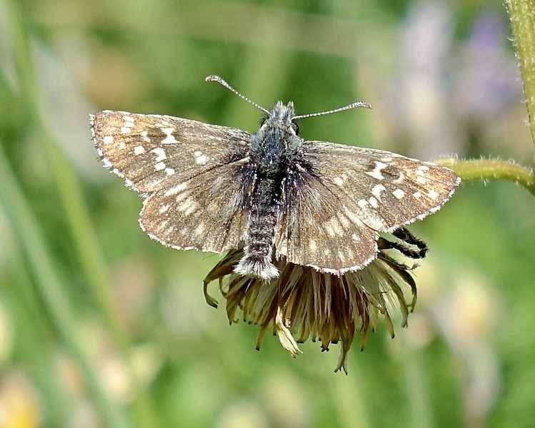 Oberthur's grizzled skipper